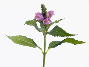 Chelonis obliqua, Schilf-Kegelschildt