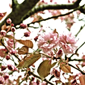 Pastel Coloured Flowers Drucke: Cherry, Prunus
