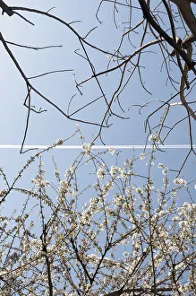 Kirsch, Prunus