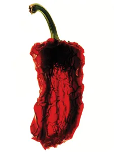 Chilli Pepper Drucke: Chilli, Capsicum annuum