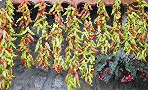 Chili, Capsicum annuum