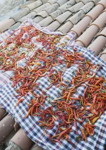 Chili, Capsicum annuum