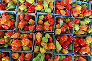 Chili, Capsicum annuum