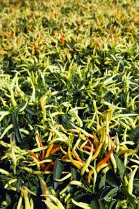 Chili, Capsicum annuum