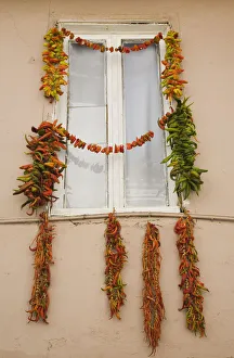 Chili, Capsicum annuum