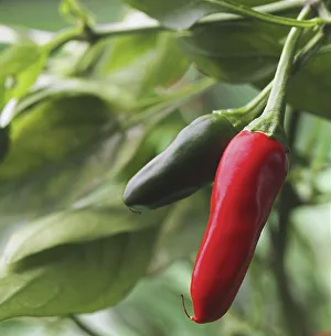 Kapselfrüchte, Kapserbaum (Capsicum annuum)