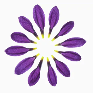 White And Purple Flowers Drucke: chrysanthemum