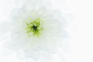 Bilder Datiert 2013 Februar: chrysanthemum
