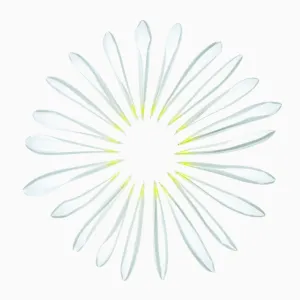 chrysanthemum