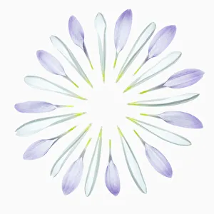 Bilder Datiert 2013 Februar: chrysanthemum