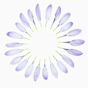 chrysanthemum