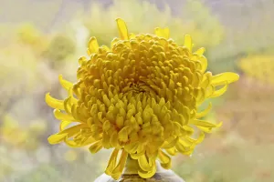 Chrysanthemum