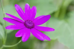 Winter Blooming Flowers Drucke: Cineraria