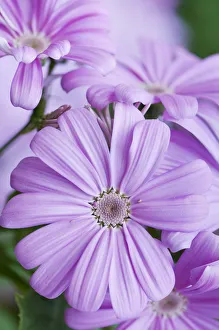 Bilder Datiert 22. April 2013: Cineraria
