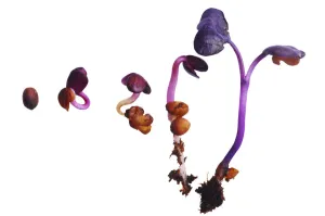 Colorful Vegetable Images Drucke: CL_0082