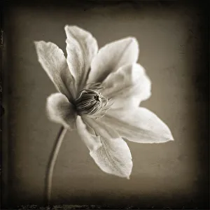 Studio Shot Of A Flower Drucke: Clematis