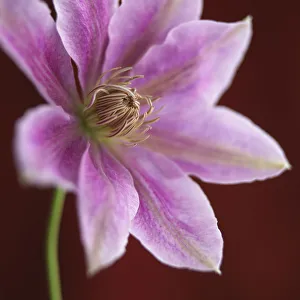 Clematis