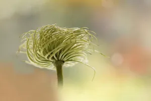 Clematis
