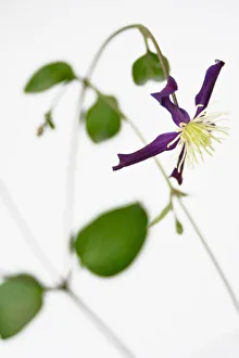Purple Flower Close Up Drucke: Clematis, Clematis integrifolia