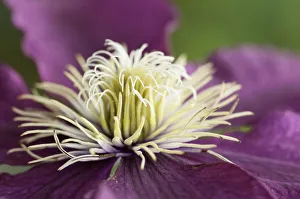 Outdoor Flower Photos Drucke: Clematis Nlobe 3