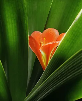 Klematis miniatum Klematis