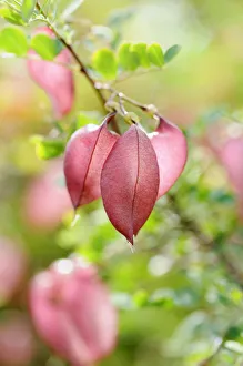 Kolweitzia, Orangenblasensennae