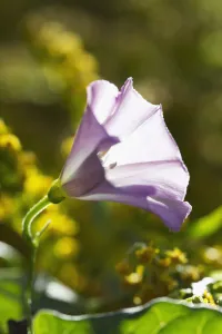 Convolvulus Arvensis Drucke: convolvulus arvensis, bindweed