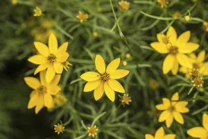 Tickseed Flower Drucke: Coreopsis, Coreopsis verticillata