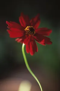 Dark Atmospheric Photography Drucke: Coreopsis Limerock Ruby Coreopsis Red subject
