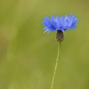 Centaurea Cyanus Images Drucke: Cornflower, Centaurea, Centaurea cyanus