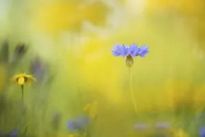 Kornblume, Centaurée, Zentaura cyane