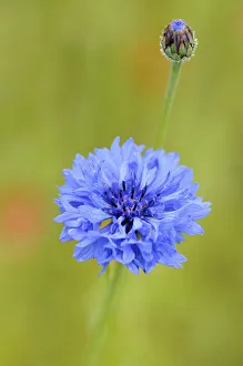 Kornblume, Centauria, Centauria cyane