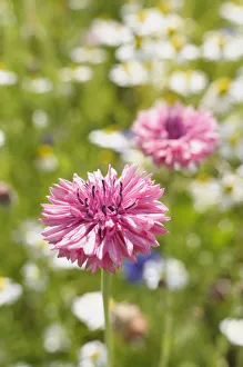 Kornblume, Centauria, Centauria cyane