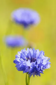Kornblume, Centauria, Centauria cyane