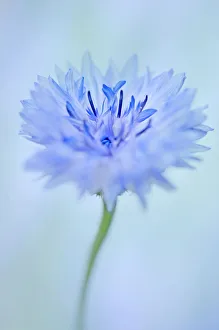 Kornblume, Centauraea cyanus