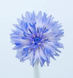 Kornblume, Centaurea cyanus