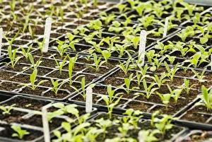 Bilder Datiert 2013 Oktober: Kornblume, Centauraea cyaneus Doppelblaue