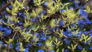 Outdoor Plant Photography Drucke: Cornus controversa Variegata