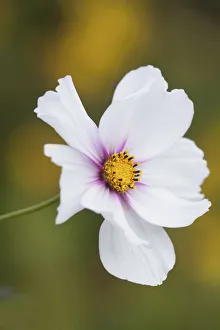 White Blooming Flowers Drucke: Cosmos