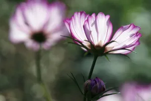 Cosmos