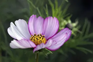 Cosmos 3