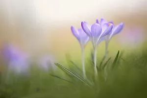 Cottage Garden Plants Drucke: Crocus, Crocus cultivar