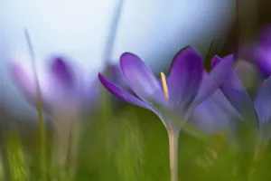 Krokus, Krokus tommasinianus Barrs Violett
