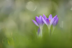 Krokos, Krokos tommasinianus Barrs violett