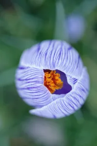 Krokus, Krokus Vernalis