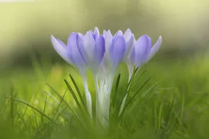 Pastel Coloured Flowers Drucke: Crocus, Early crocus, Crocus tommasinianus
