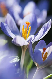 Purple Spring Flowers Drucke: crocus etruscus zwanenburg