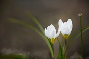 Krokus, zwei rein weiße Krokussen mit Blättern