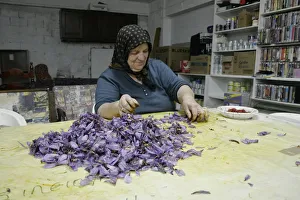 Saffron Crocus Drucke: crocus sativus, crocus, saffron crocus, purple subject