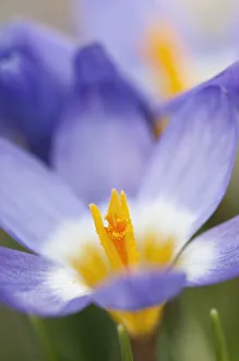 Purple Crocus Flowers Drucke: crocus, siebers crocus, crocus sieberi